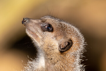 Meerkats in captivity at the zoo