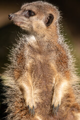Meerkats in captivity at the zoo