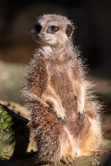 Meerkats in captivity at the zoo