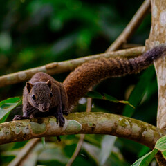 A squirrel on a tree in the forest.