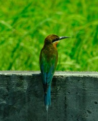 Blue-tailed bee-eater or Merops philipinus with green background in Melaka, Malaysia.