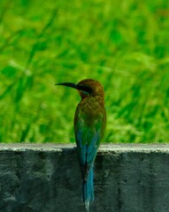 Blue-tailed bee-eater or Merops philipinus with green background in Melaka, Malaysia.