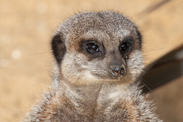 Meerkats in captivity at the zoo