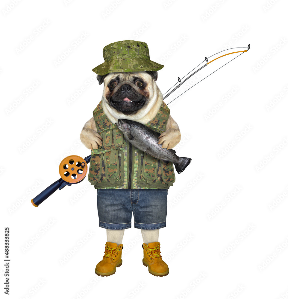 Wall mural a dog pug fisherman holds a fish he has caught. white background. isolated.