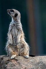 Meerkats in captivity at the zoo