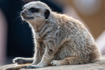 Fototapeta premium Meerkats in captivity at the zoo