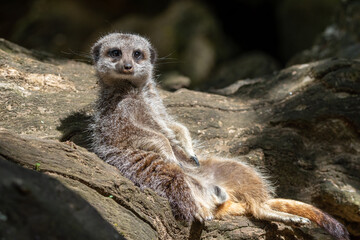 Meerkats in captivity at the zoo