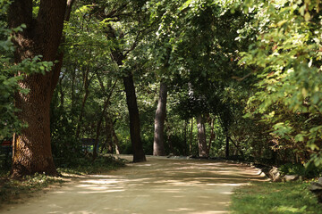 Alley in beautiful green park on summer day