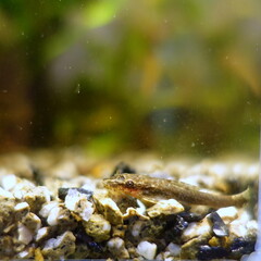 オトシンネグロ　熱帯魚