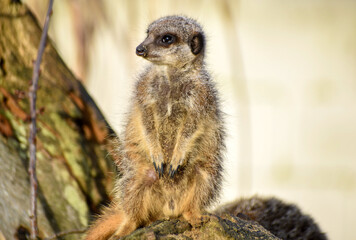 Meerkats in captivity at the zoo