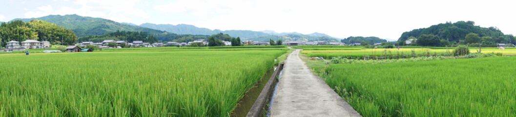 稲穂　日本の秋