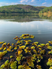 Water lettuce (Pistia stratiotes L.) in nature pond with mountain scene at the back, Image from mobile phone