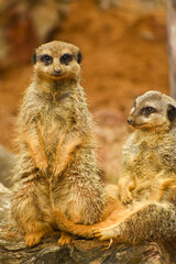 Meerkats in captivity at the zoo
