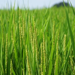 稲穂　日本の秋