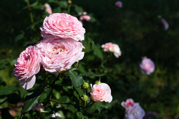 English roses of salmon color on a dark background, dark style, copy space