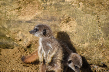 Meerkats in captivity at the zoo