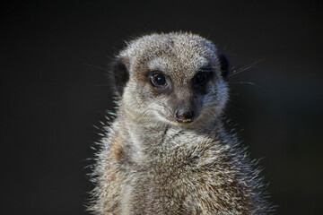 Meerkats in captivity at the zoo