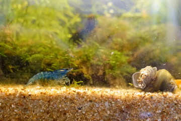 小型熱帯魚水槽
