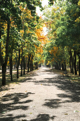 View of beautiful autumn park on sunny day