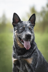 Австралийский хилер