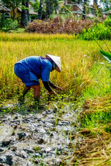 Farmer harvesting rice in field -- Thailand 2005