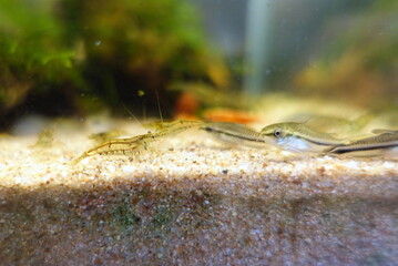 小型熱帯魚水槽