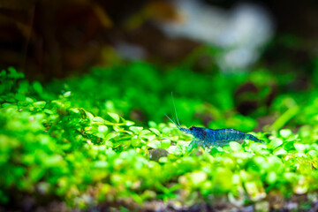 Aquarium blue dream shrimp in plant aquascape