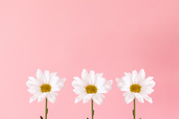 Three flowers of chamomile on pink background. Copy space. The concept of fortune telling and 8 march