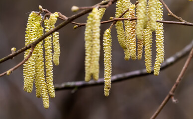 Naklejka premium Hazelnut branch with pollen