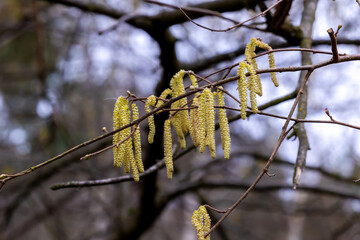 Hazelnut branch with pollen