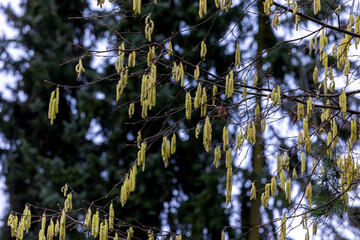 Hazelnut branch with pollen