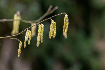 Naklejka premium Hazelnut branch with pollen