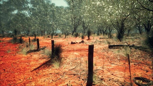 orange scrubby sands wire fence and small trees