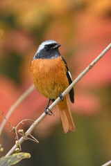red backed shrike