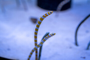 ニシキアナゴ　チンアナゴ