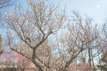 梅の花