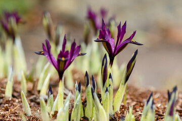 Blossoming purple mini irises in spring. Iris reticulata var. reticulata syn. Iridodictyum reticulatum. Groupe of flowers