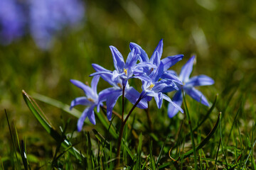 Scilla luciliae is a perennial bulbous plant; species of the genus Scilla ( Scilla ) of the...
