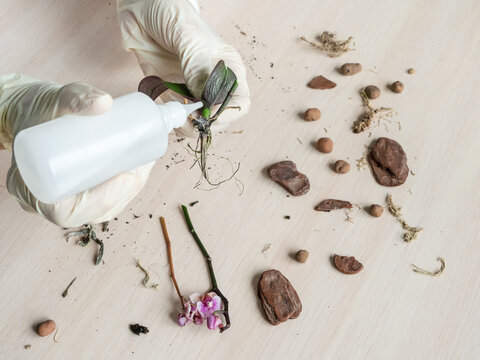 Treatment with hydrogen peroxide of rot on the roots. Cleaning of rot, resuscitation of damaged orchid plants. Home gardening, breeding of orchids. Diseases of orchids, taking care of healthy roots.