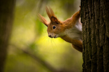 Naklejka na ściany i meble Red squirrel on tree (lat. Sciurus vulgaris)