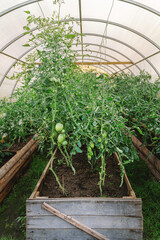 Hotbed or  greenhouse for growing tomatoes in a cold climate. Farm organic subsistence farming. Vegetable frost protection