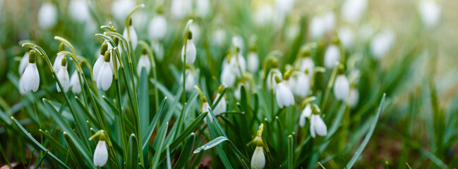 Background with group of Snowdrops (galanthus) in spring time