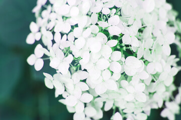 white hydrangea flower with copy space on a green leaves background in the garden