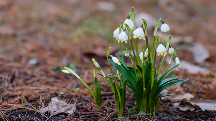 Snowdrop or Leucojum in spring garden. Early spring snowflake flowers (leucojum vernum), group in a park or forest