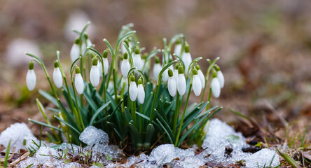  A group of Snowdrops (galanthus) in early spring
