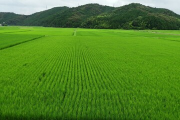 広い緑の水田と小さな山
