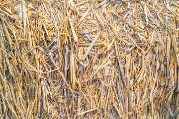 Hay or dry grass leaf  for background textured. for animal eating.