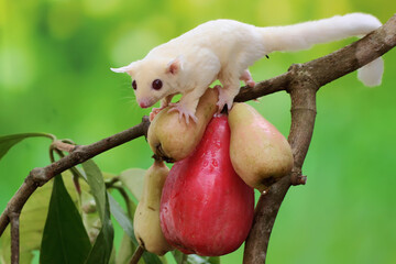 A young albino sugar glider eating a pink malay apple. This mammal has the scientific name Petaurus...