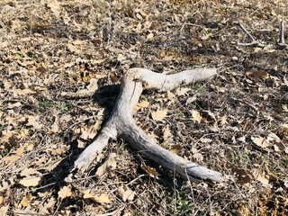 axe on log