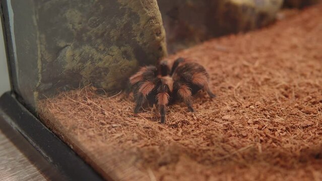 Brachypelma Emilia tarantula emilia is a species of terrestrial tarantula endemic to Mexico.